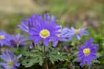 Petites fleurs de l'anémone de Grèce au printemps. © Amalia Gruber, AdobeStock